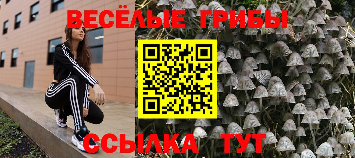 Бердск  Галлюциногенные грибы Psilocybine cubensis  Вход с VPN 